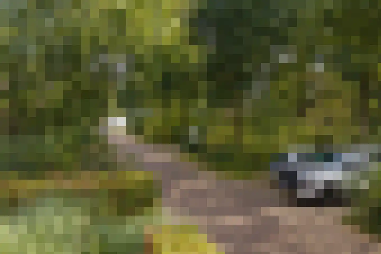 Bosgeelster 13 Twello thumbnail 44