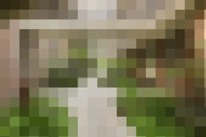 Bosgors 2 Eindhoven thumbnail 9