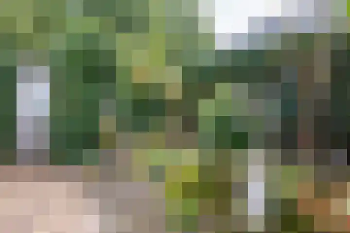 Bosgors 2 Emmen thumbnail 26