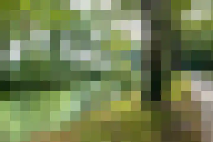 Bosgors 2 Emmen thumbnail 35