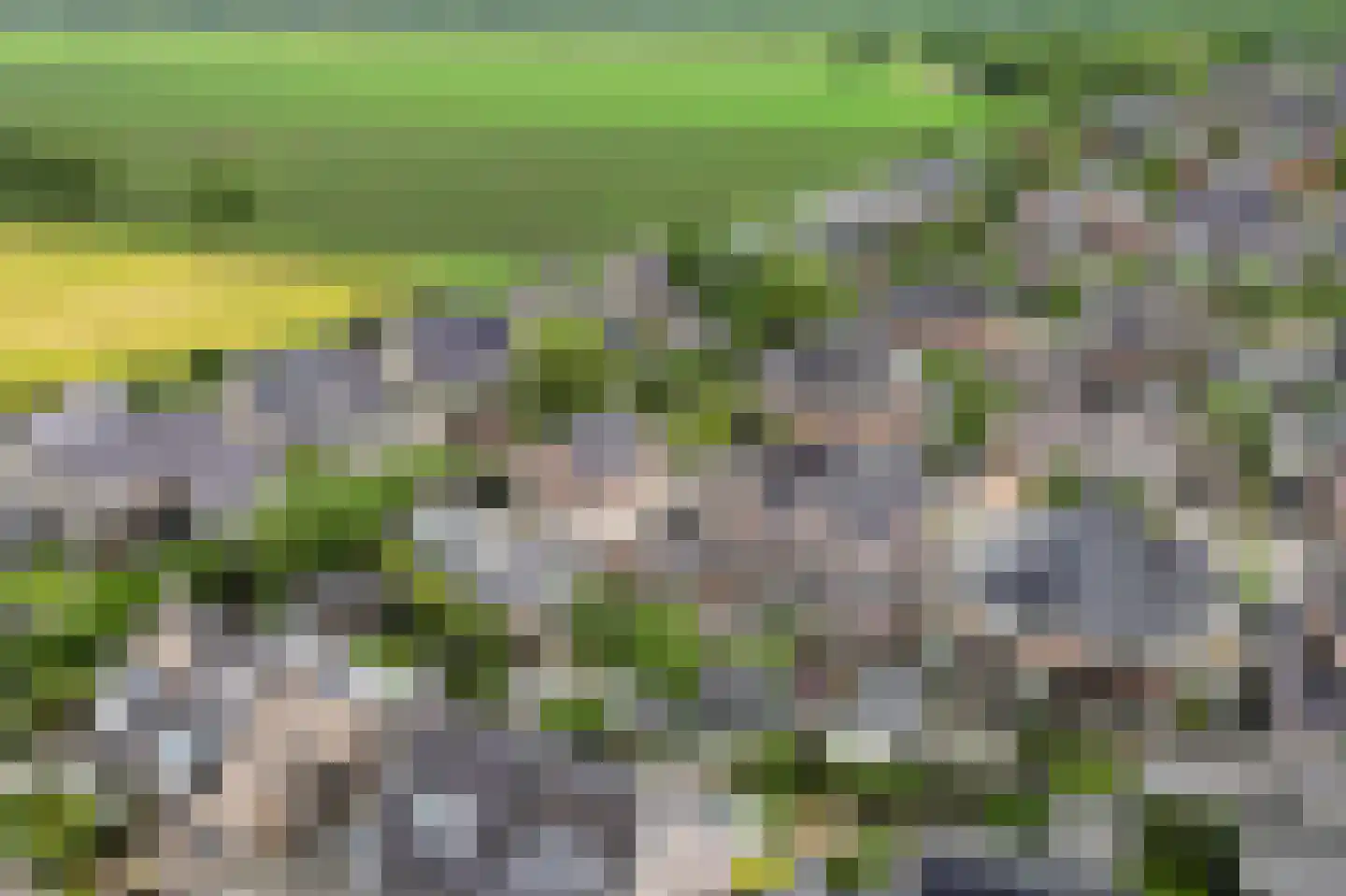Bosgras 9 Assen thumbnail 70
