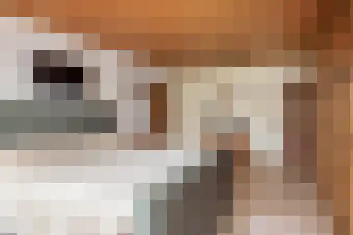 Bosheideweg 2 Kessel thumbnail 16