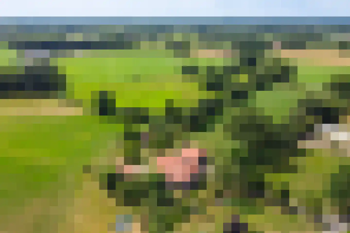 Bosheurneweg 4 Barchem foto 3