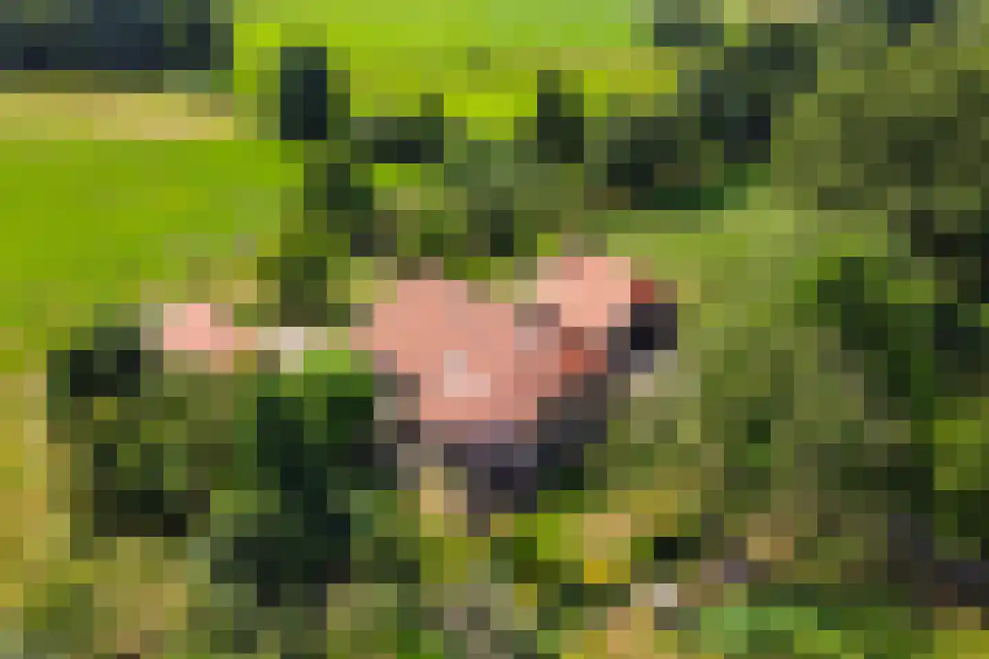 Bosheurneweg 4 Barchem thumbnail 49