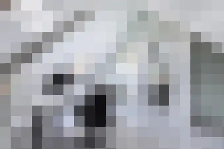 Boshoek 11 Bant thumbnail 77