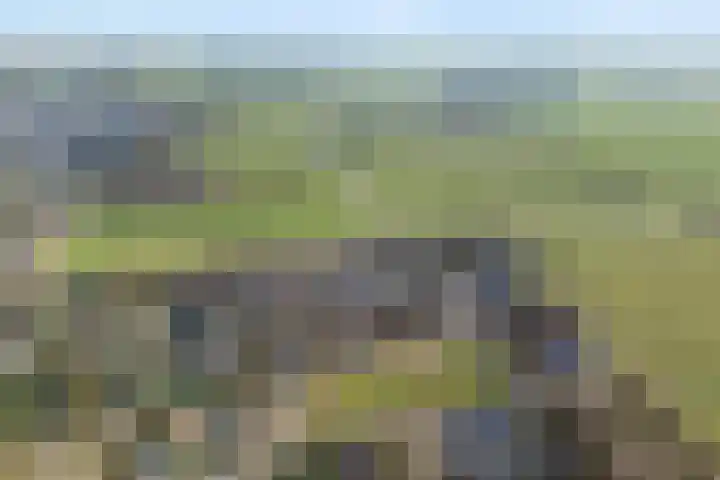 Boshoek 23 Vroomshoop thumbnail 56