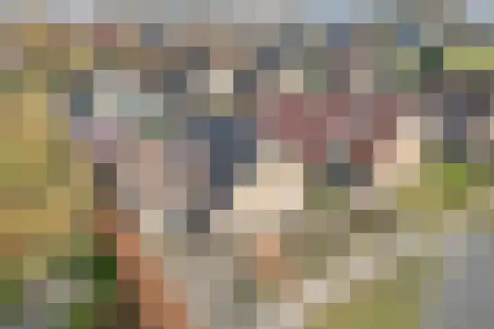 Boshoek 23 Vroomshoop thumbnail 59