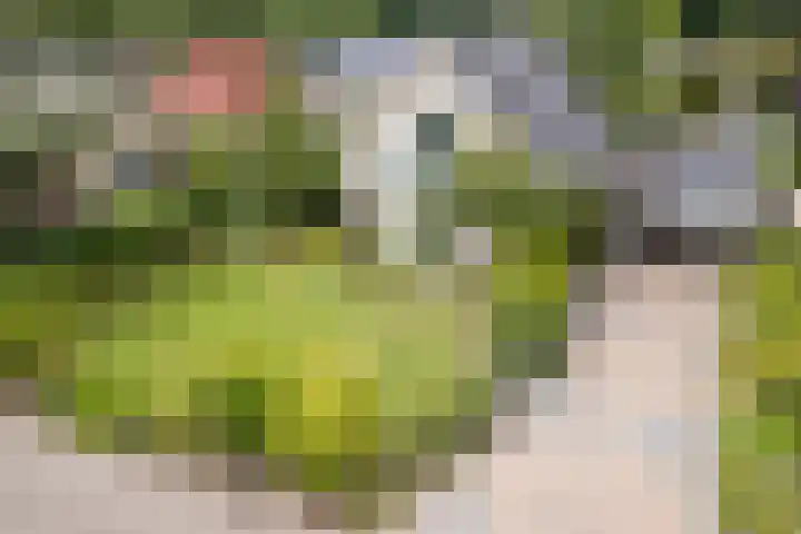 Boshoek 47 Vroomshoop thumbnail 28