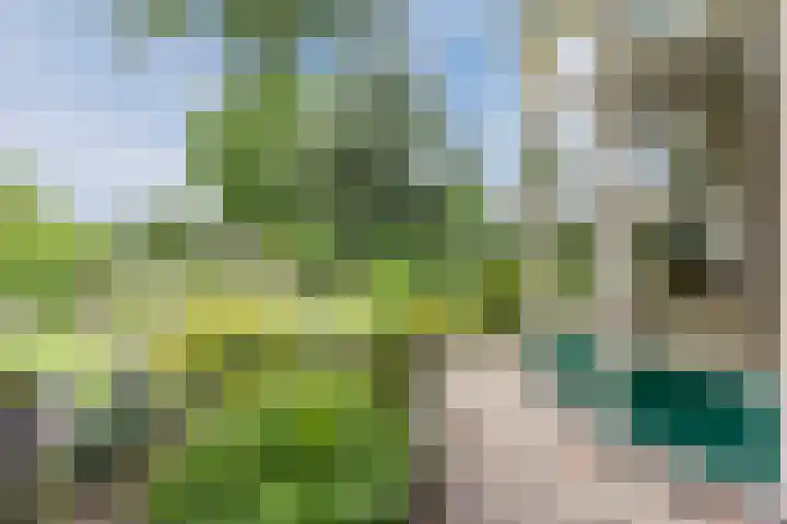 Boshoek 47 Vroomshoop thumbnail 33