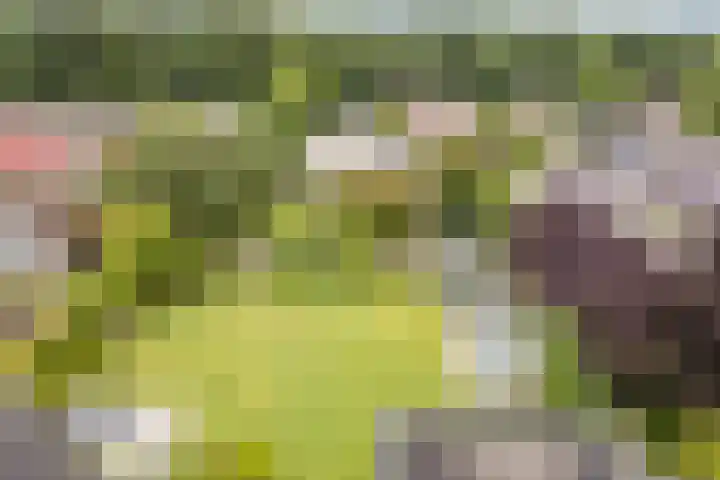 Boshoek 47 Vroomshoop thumbnail 40