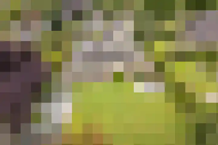 Boshoek 47 Vroomshoop thumbnail 41