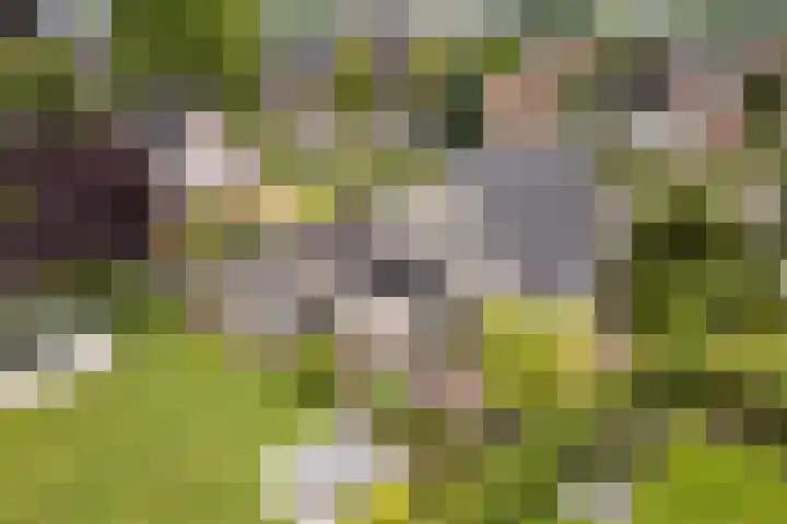 Boshoek 47 Vroomshoop thumbnail 42