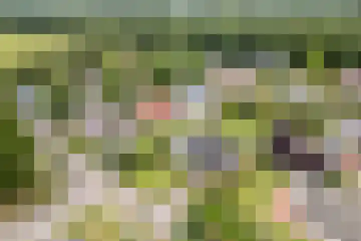 Boshoek 47 Vroomshoop thumbnail 45