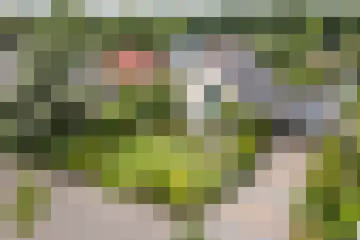 Boshoek 47 Vroomshoop thumbnail 55