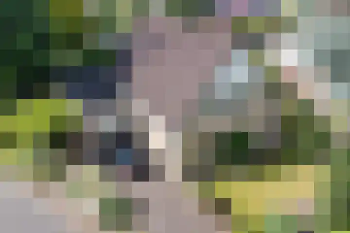 Boshoek 49 Vroomshoop thumbnail 31