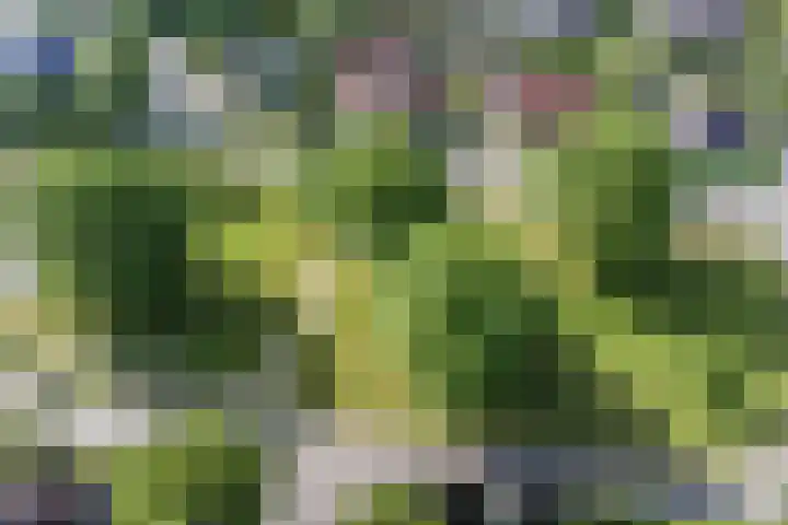 Boshoek 49 Vroomshoop thumbnail 44