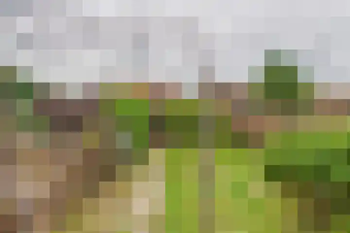 Bosjesweg 12 Sluiskil thumbnail 25