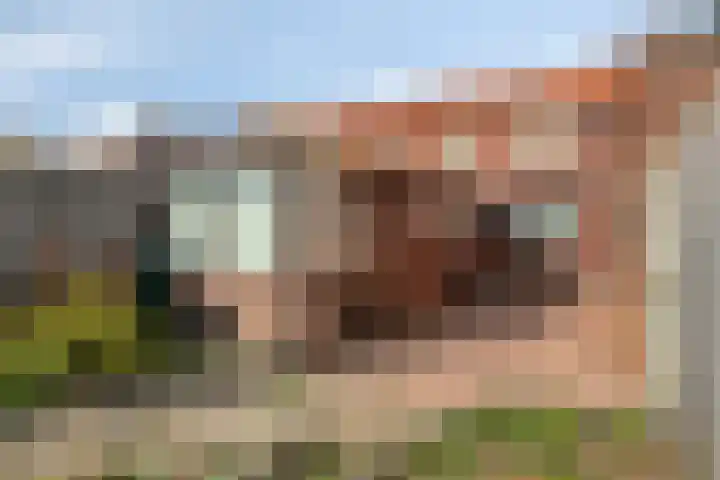Bosjesweg 32 Sluiskil thumbnail 22