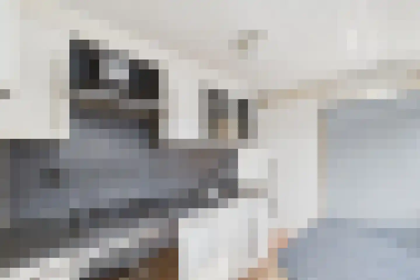 Bosjesweg 63 Sluiskil thumbnail 9