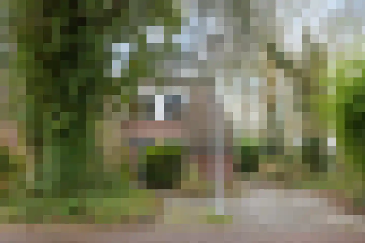 Boskamp 1 Haren Gn thumbnail 6