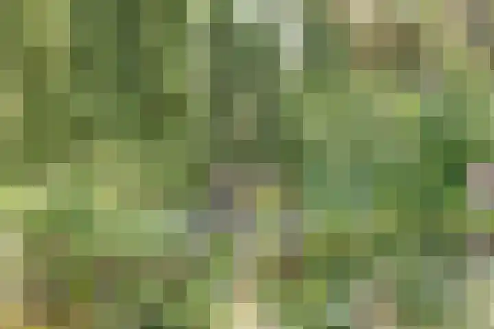Boskamp 10 Ewijk thumbnail 60