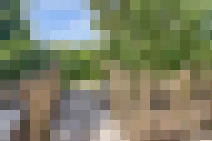 Boskamp 10 Ewijk thumbnail 62