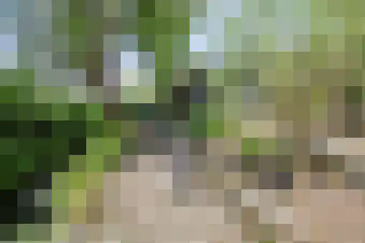 Boskamp 10 Ewijk thumbnail 63