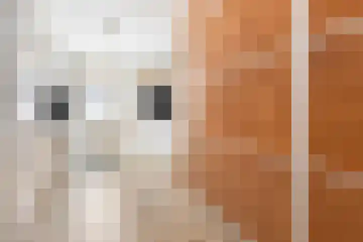Boskamp 15 Vries thumbnail 18