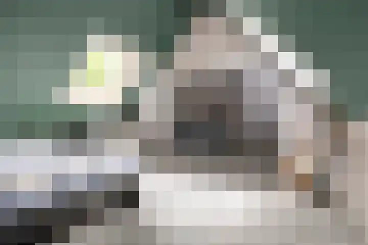 Boskamp 15 Vries thumbnail 29
