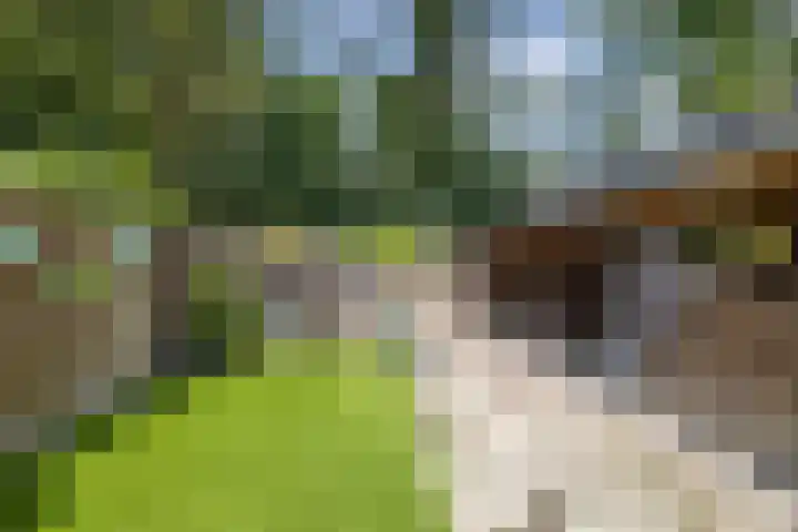 Boskamp 7 Vries thumbnail 44