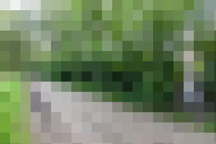 Boskamp 7 Vries thumbnail 50