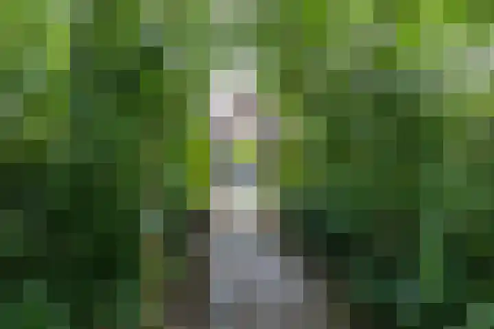 Boskamp 7 Vries thumbnail 51