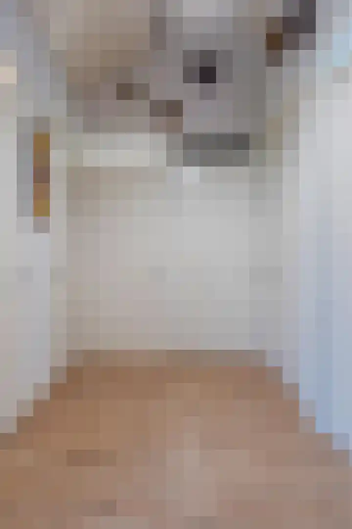 Boskamp 94 Maasland thumbnail 18