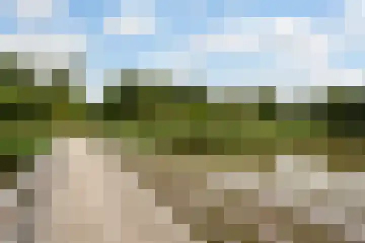 Boskamp 96 Maasland thumbnail 4