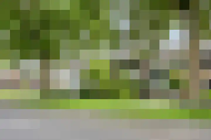 Boskant 15 Handel thumbnail 18