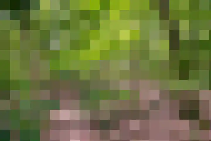 Boskant 61 Handel thumbnail 41