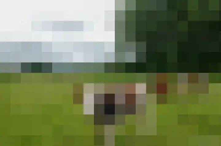 Boskbei 13 Surhuisterveen thumbnail 52