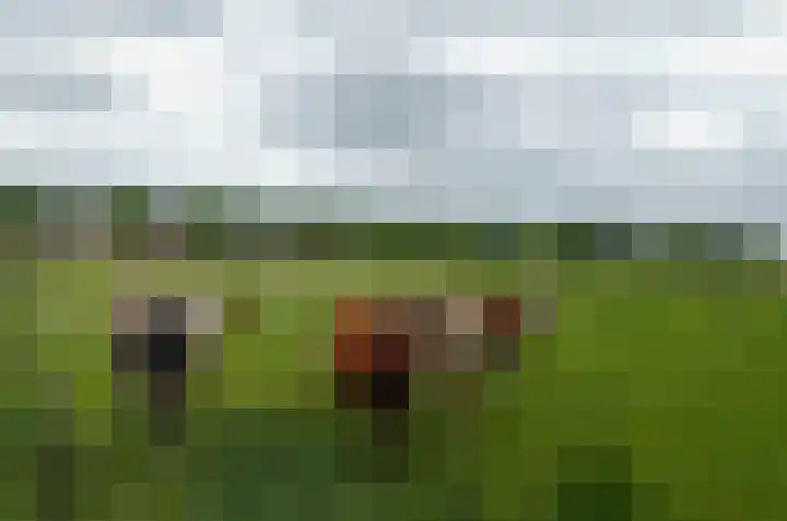 Boskbei 13 Surhuisterveen thumbnail 53