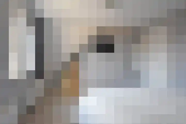 Boskbei 3 Surhuisterveen thumbnail 57