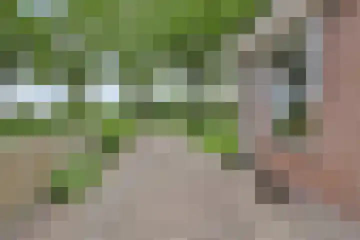 Boskdobbe 5 Frieschepalen thumbnail 4