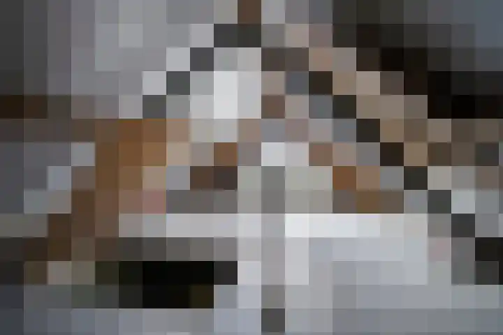 Boskdobbe 5 Frieschepalen thumbnail 43