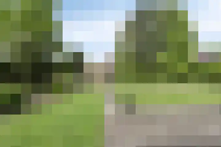 Boskdobbe 5 Frieschepalen thumbnail 46