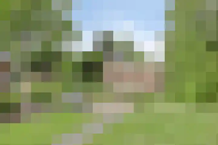 Boskdobbe 5 Frieschepalen thumbnail 47