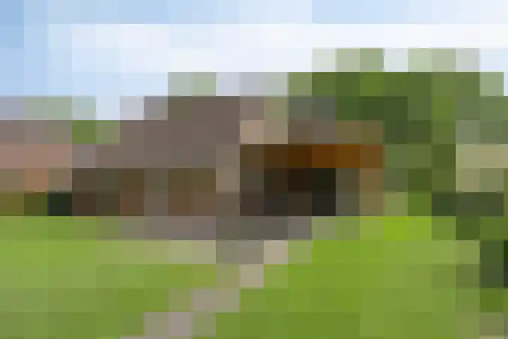 Boskdobbe 5 Frieschepalen thumbnail 50