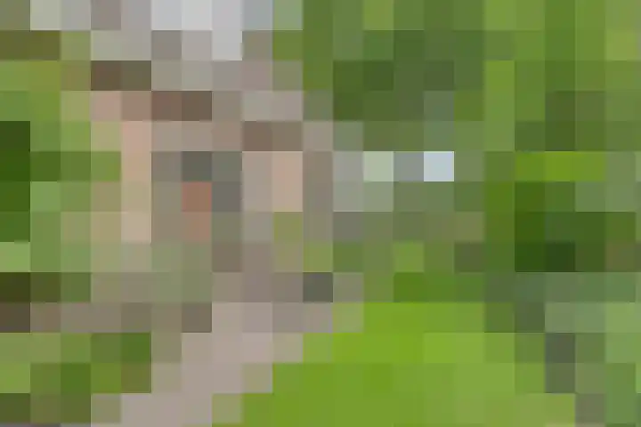 Boskdobbe 5 Frieschepalen thumbnail 53