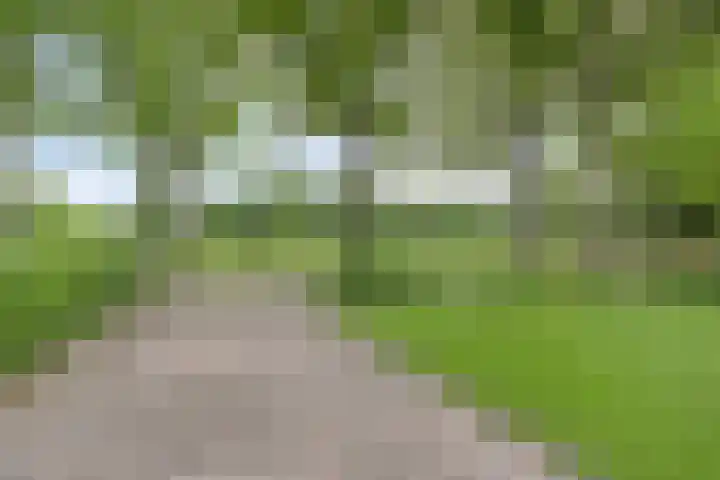 Boskdobbe 5 Frieschepalen thumbnail 55