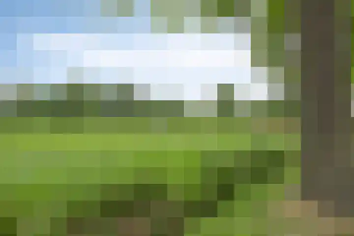 Boskdobbe 5 Frieschepalen thumbnail 56