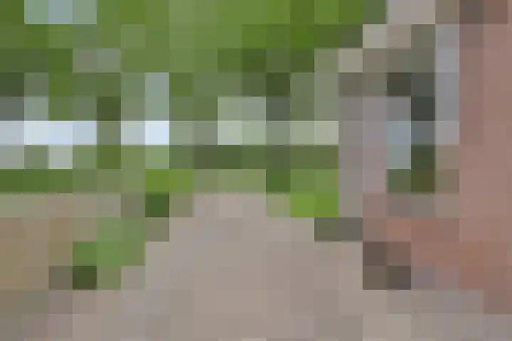 Boskdobbe 5 Frieschepalen thumbnail 57