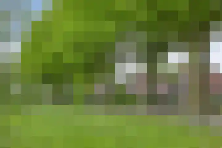 Boskdobbe 5 Frieschepalen thumbnail 61