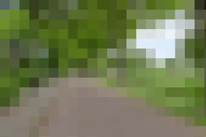 Boskdobbe 5 Frieschepalen thumbnail 64